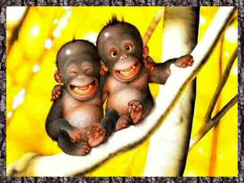friends_2_monkeys.jpg