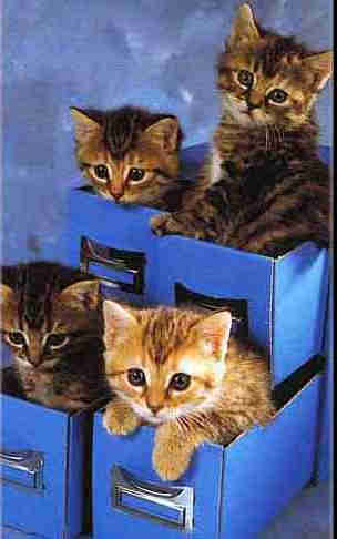 kitties_in_box.jpg