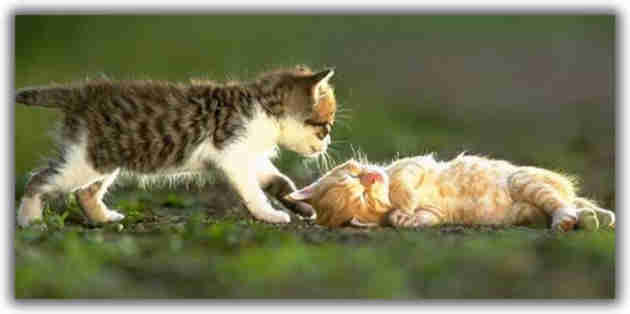 kitties_playing_friend.jpg